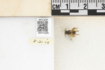Media type: image;   Entomology 771336 Aspect: Labels